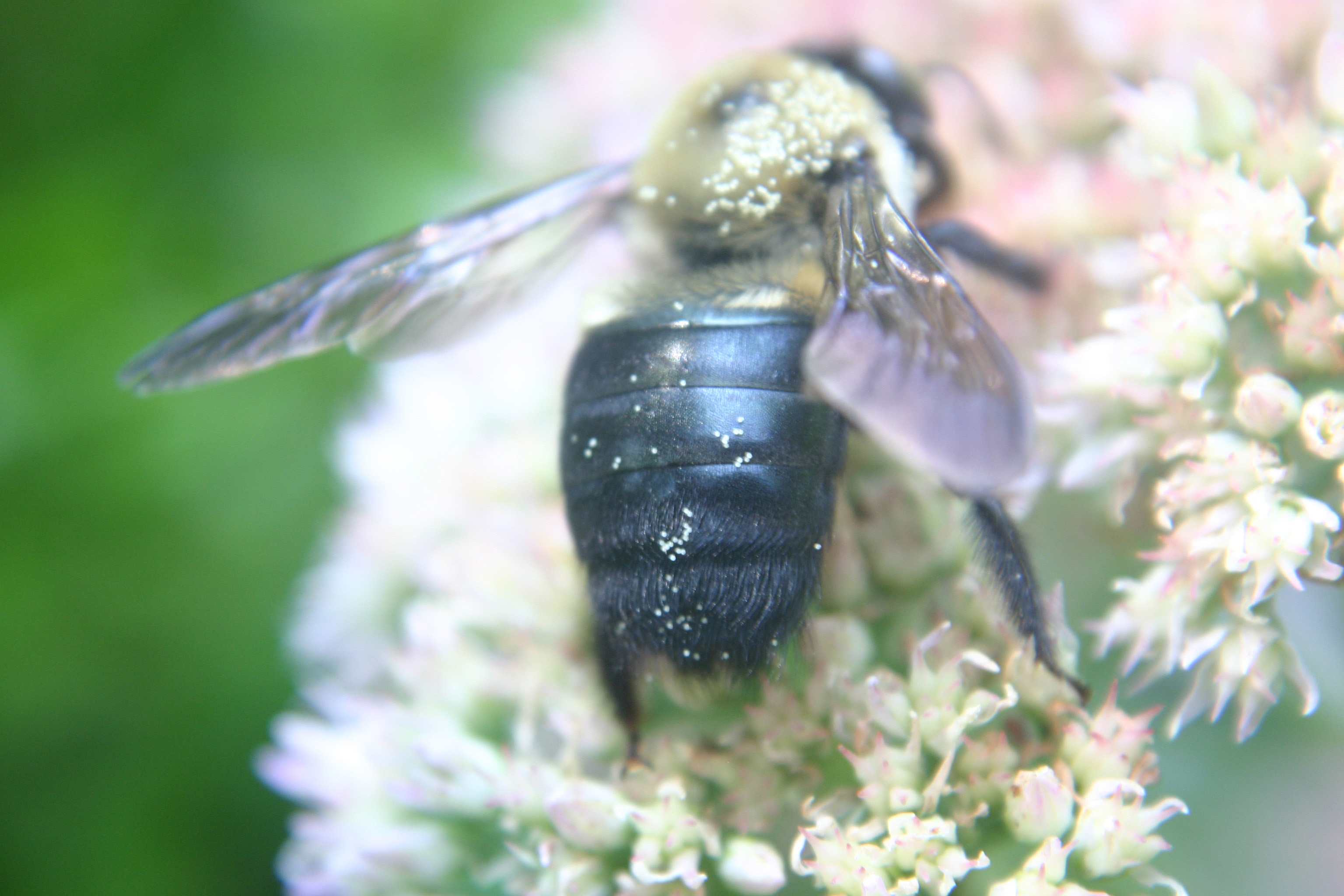 carpenter bee 2 « Walter Reeves The Gardener