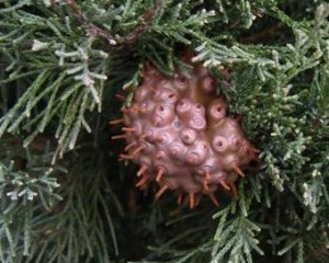 cedar apple rust