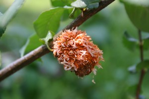 cedar quince rust