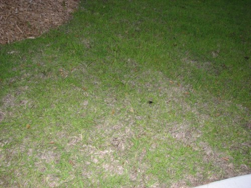 Centipedegrass Overwatered Walter Reeves The Georgia Gardener