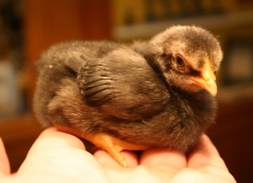 chick 3 1 10