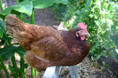 chicken 3