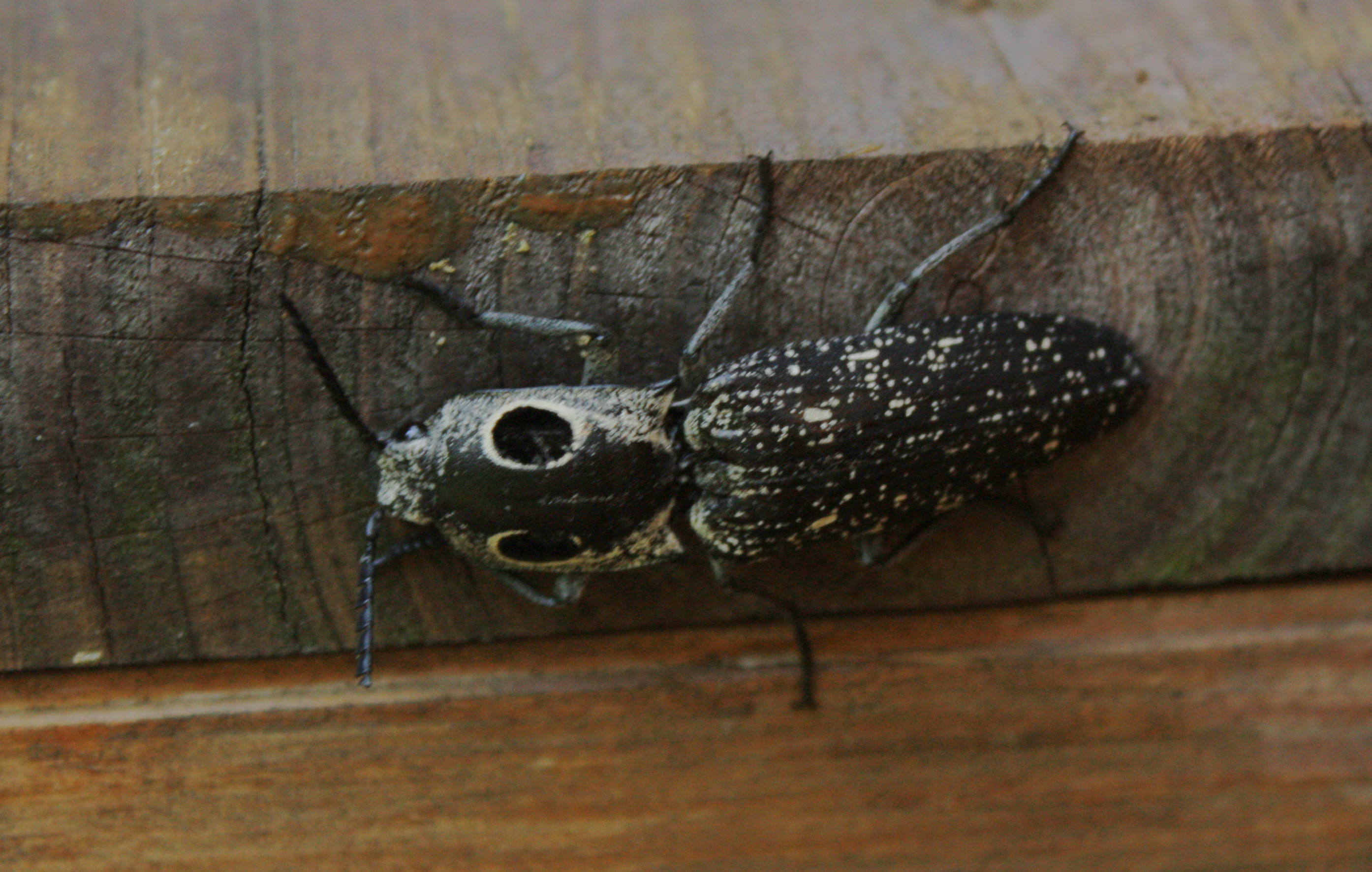 click beetle « Walter Reeves The Gardener