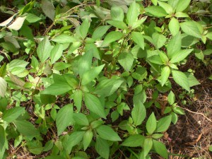 copperleaf 1