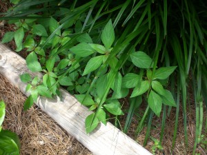 copperleaf 2