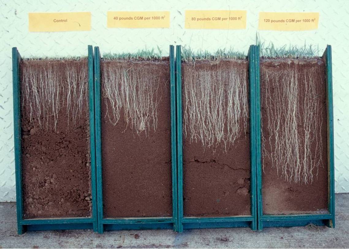 Corn Gluten For Lawn Walter Reeves The Gardener