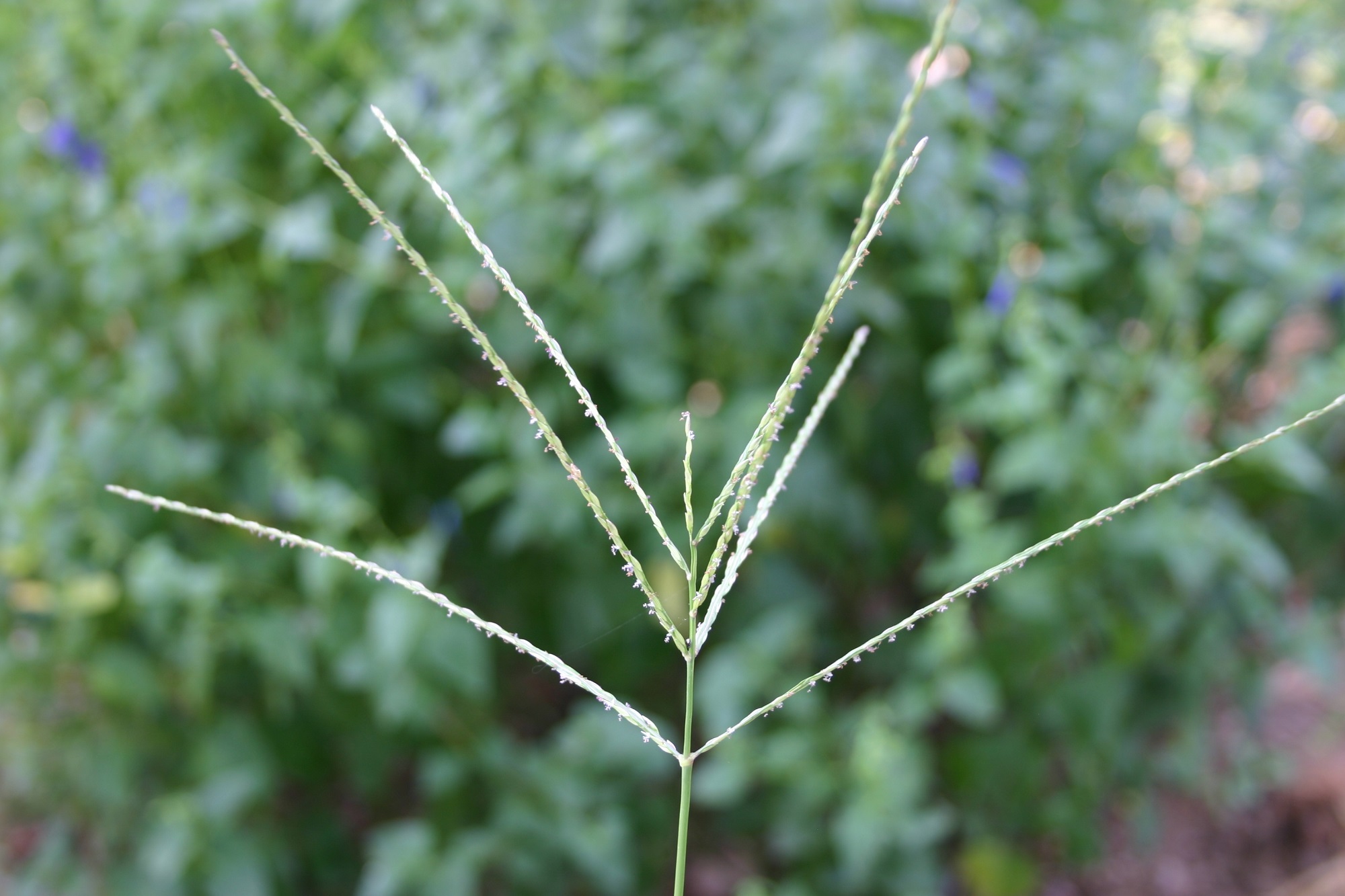 Grass Identification Chart