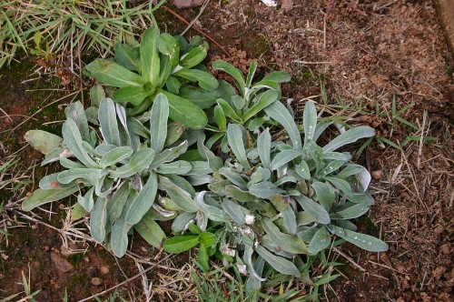 cudweed 3 cudweed (rabbit tobacco)