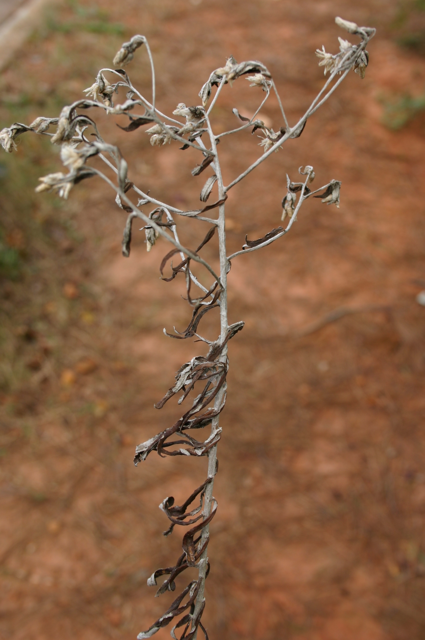 Cudweed (Rabbit Tobacco) Control Walter Reeves The Gardener