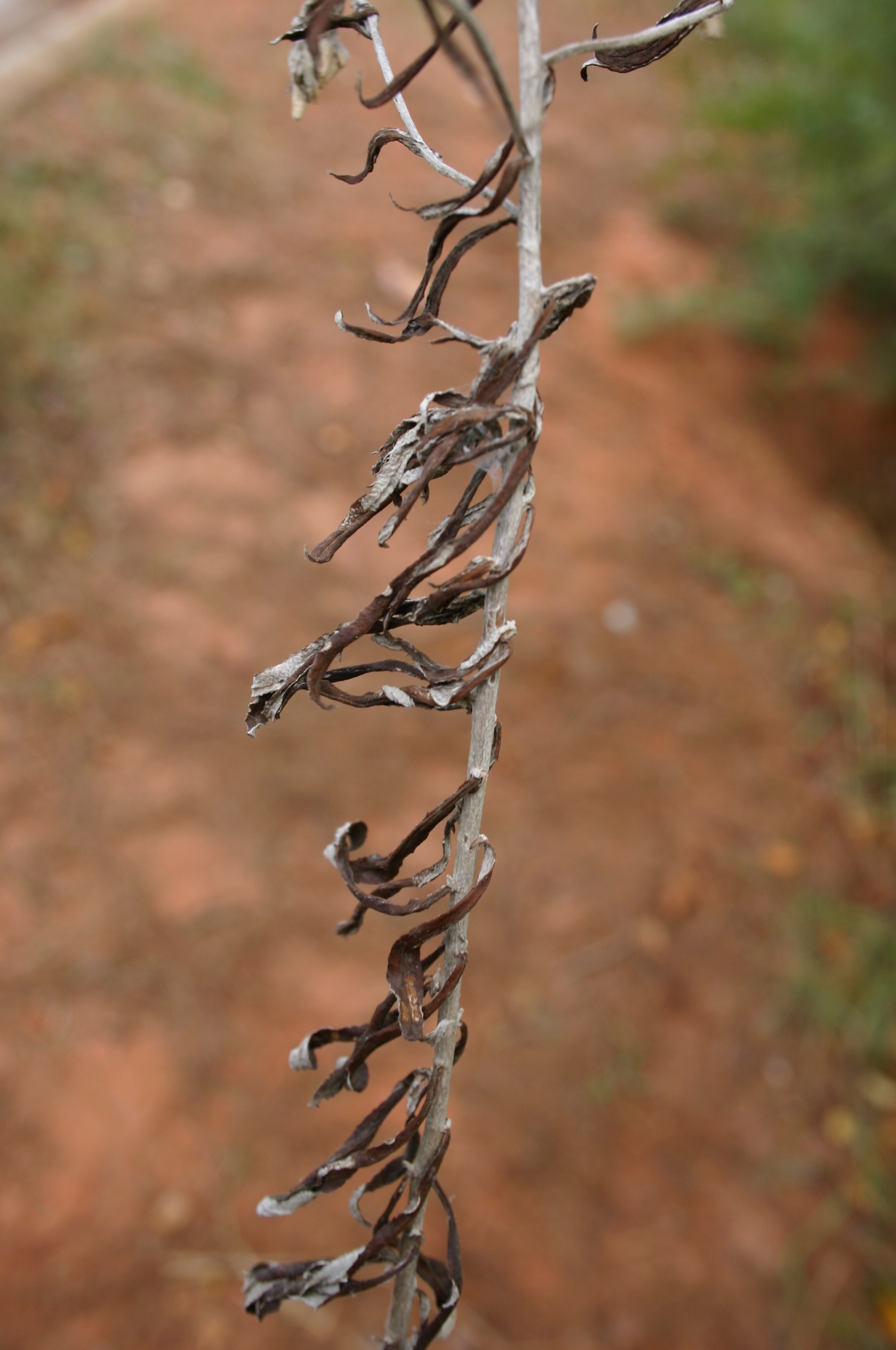 Cudweed (Rabbit Tobacco) Control Walter Reeves The Gardener