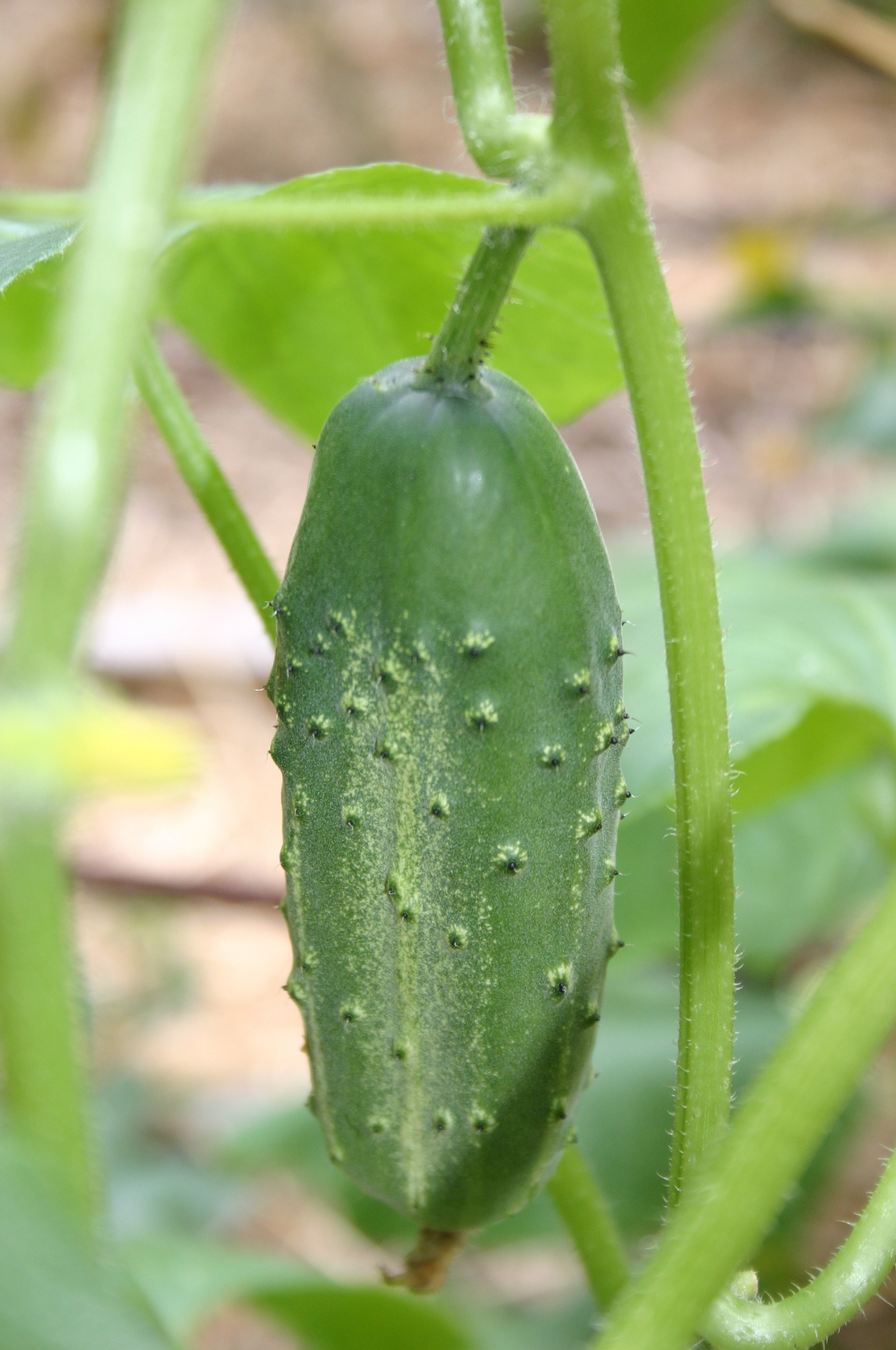 Cucumber Bitter Taste Walter Reeves The Gardener