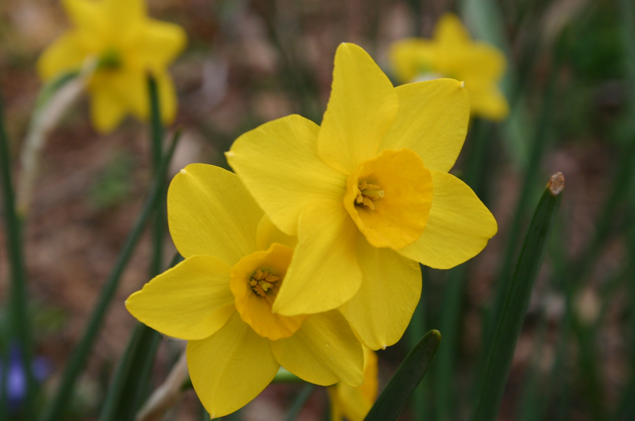 daffodil yellow yellow 2 « Walter Reeves The Gardener