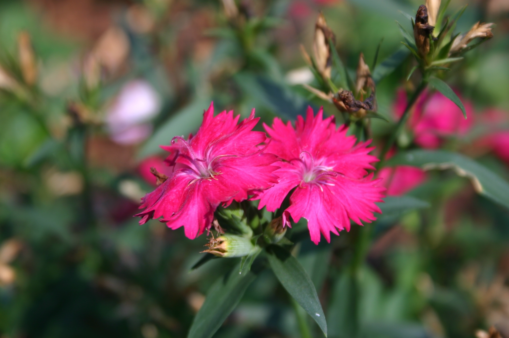 Dianthus Killing Invasive Bermuda Grass Walter Reeves The