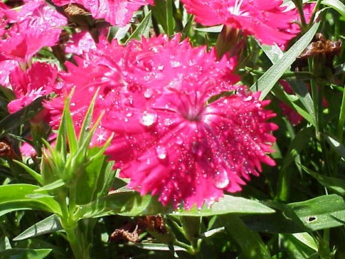 dianthus
