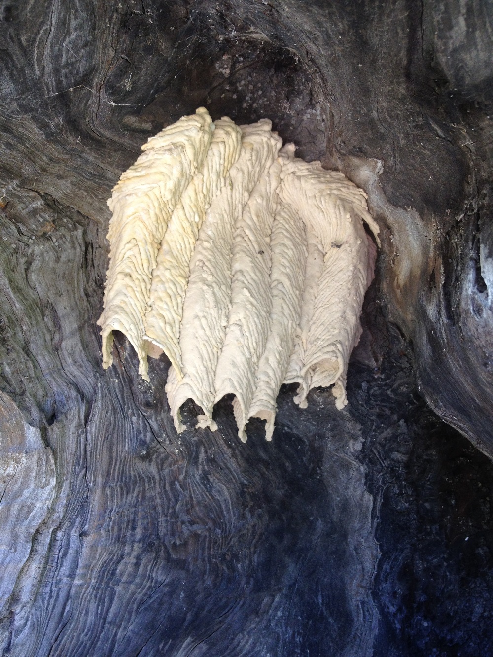 Dirt Dauber (Mud Dauber) Control Walter Reeves The Gardener