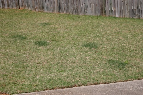 dog urine 1