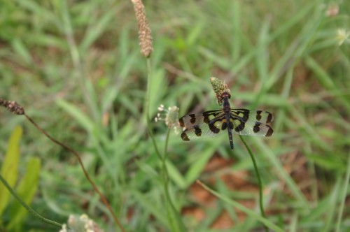 dragonfly 2 dragonfly