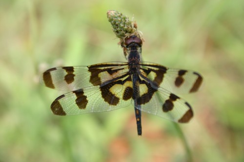 dragonfly dragonfly
