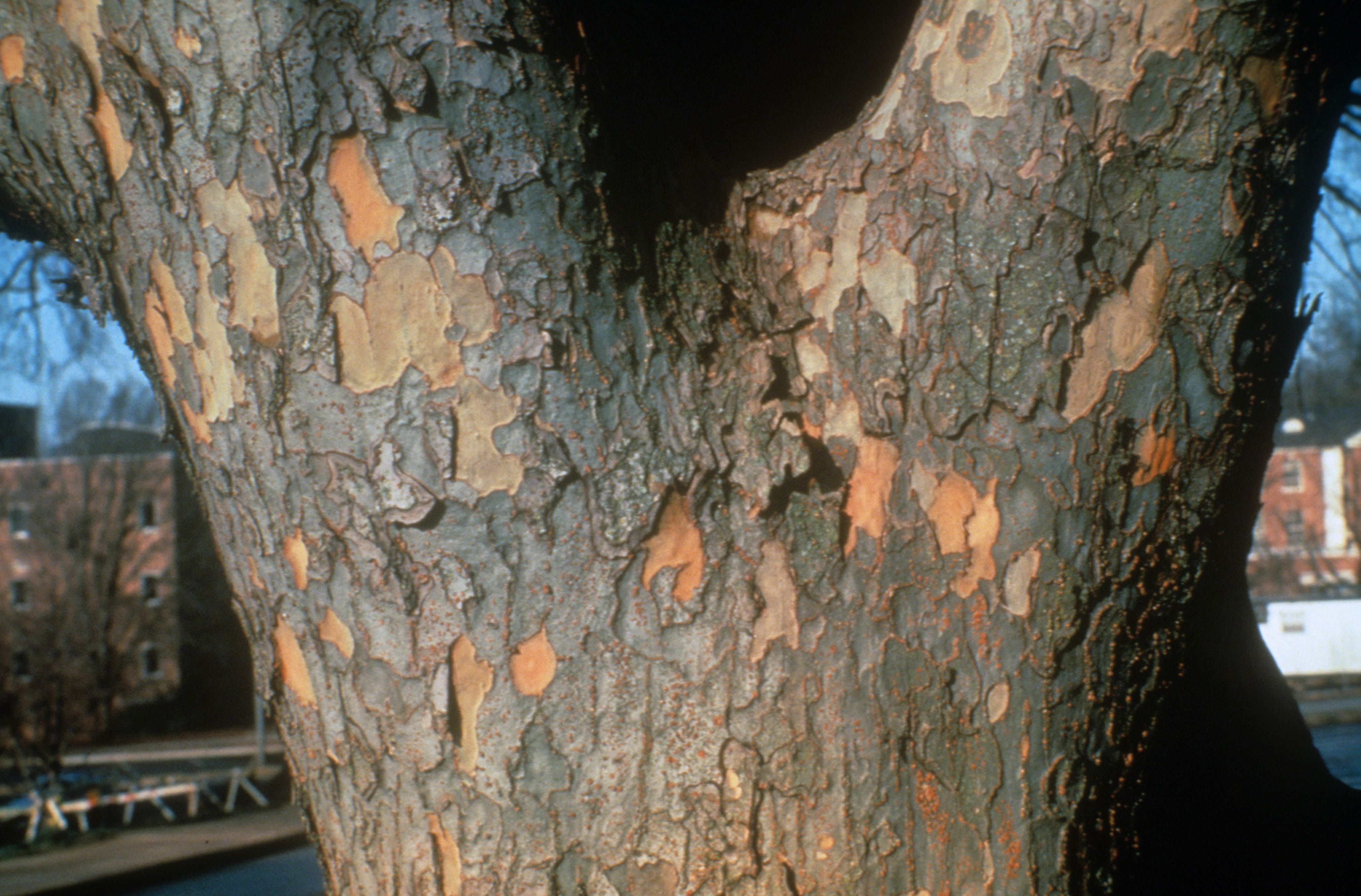 'Drake' Elm Peeling Bark Walter Reeves The Gardener