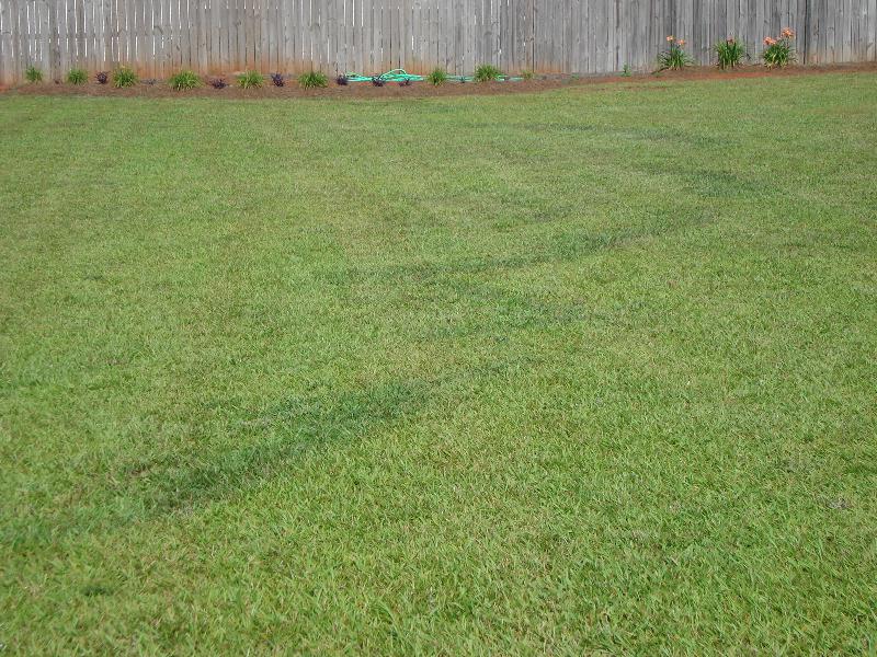 Mushrooms in Lawn Fairy Ring Disease Walter Reeves The