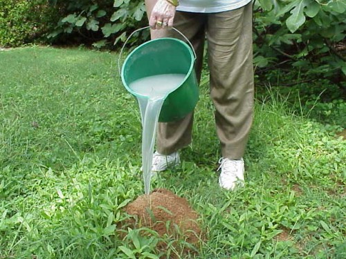 Fire Ant – Control in Lawn | Walter Reeves: The Georgia Gardener