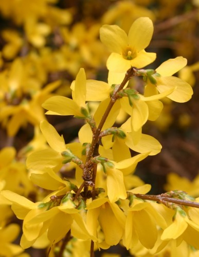 forsthia