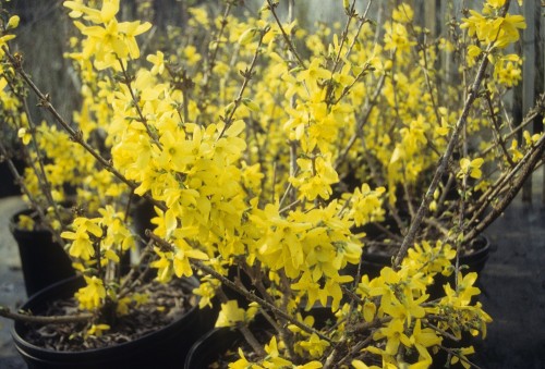forsythia (3)