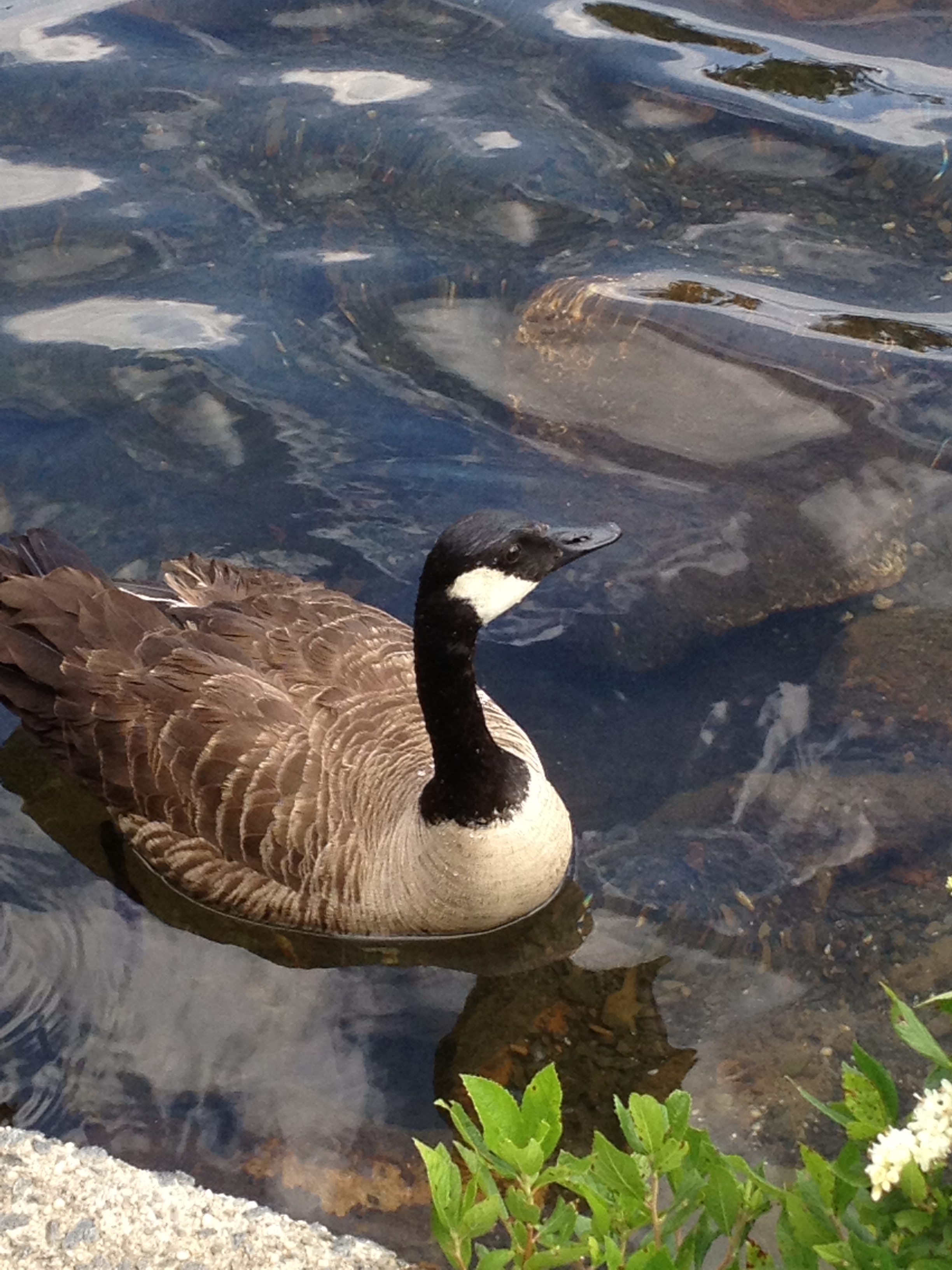 Goose Limit In at Margaret Cope blog