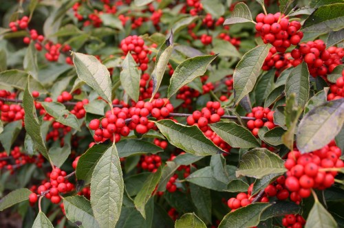 Winterberry Pollination Chart