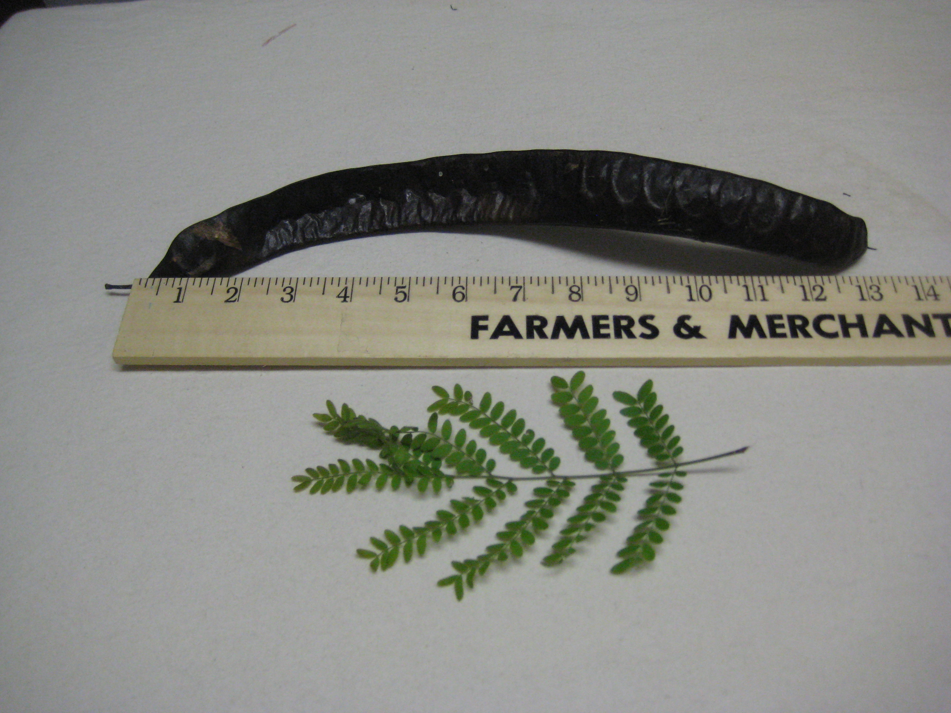 Honey Locust Identification Walter Reeves The Gardener
