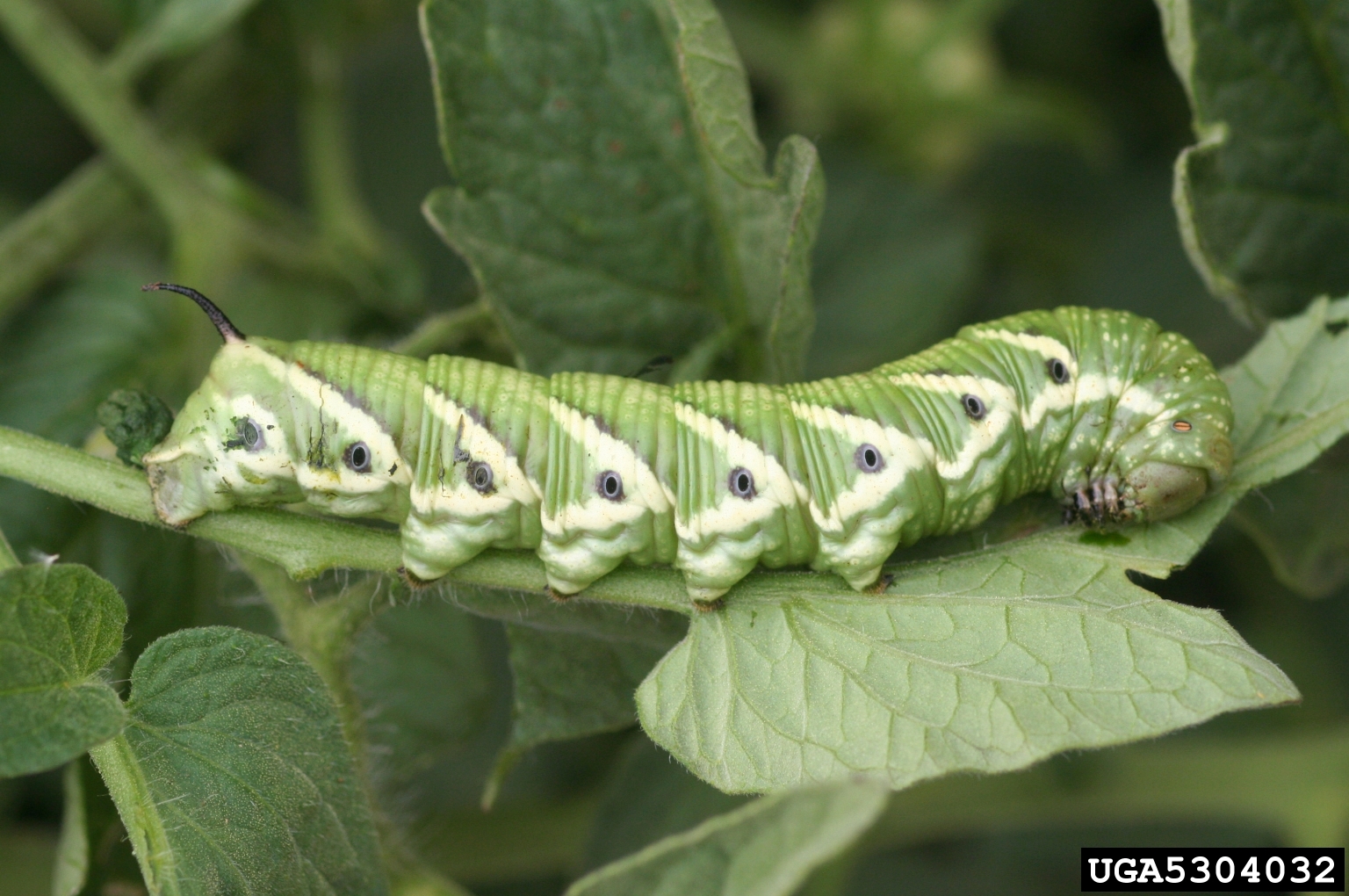 hornworm tomato « Walter Reeves The Gardener