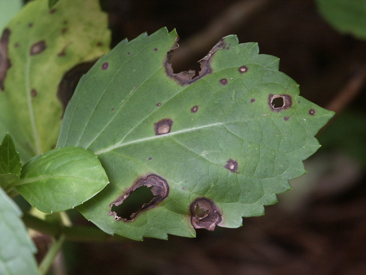 Hydrangea Cercospora Leaf Spot Walter Reeves The Gardener