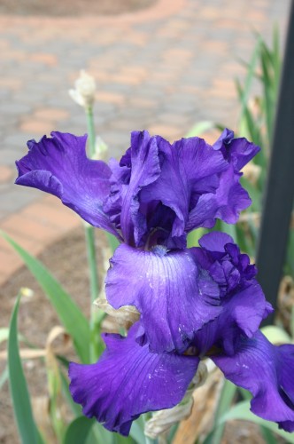 iris purple