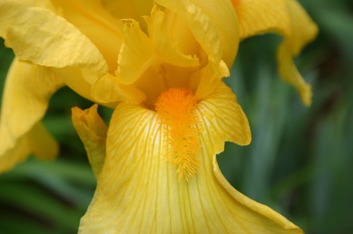 iris yellow beard