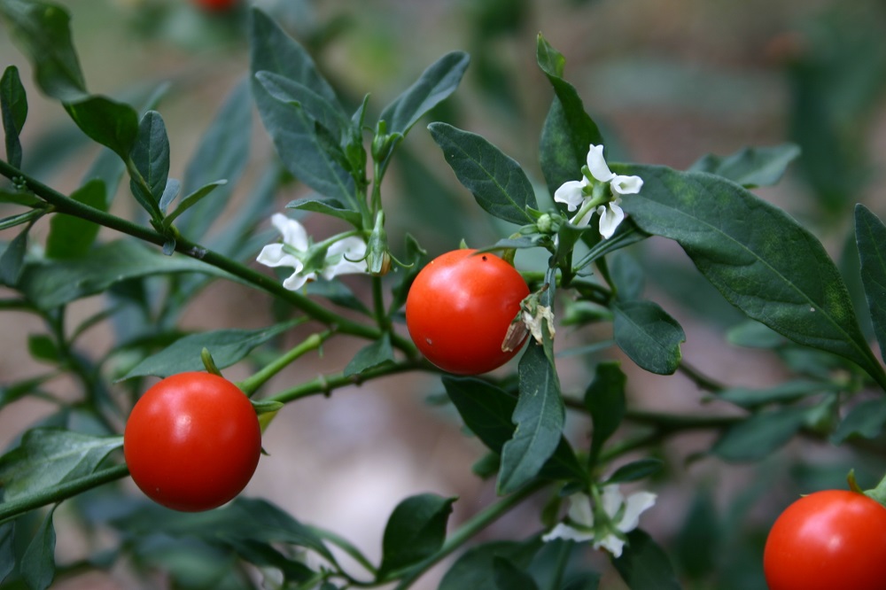 Jerusalem Cherry Identification Walter Reeves The Gardener