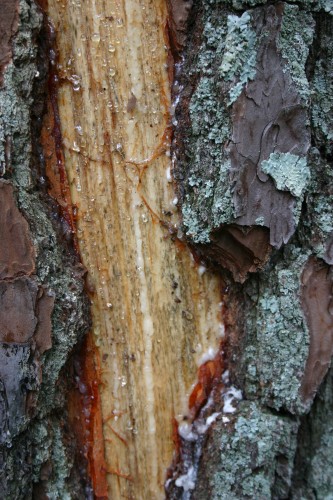 lightning damage 3 lightning damage to pine