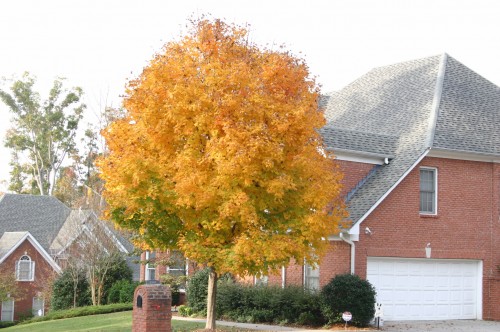 maple sugar color
