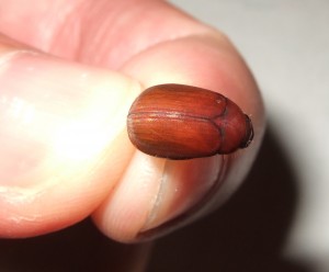 masked chafer 2