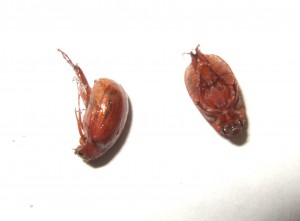 masked chafer 3