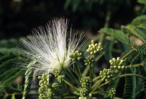 mimosa flower