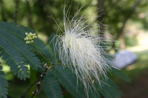 mimosa white