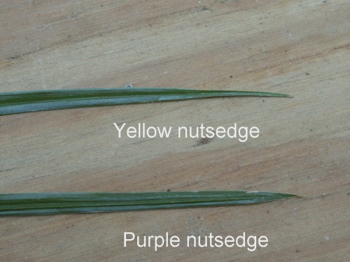 nutsedge y and p labeled