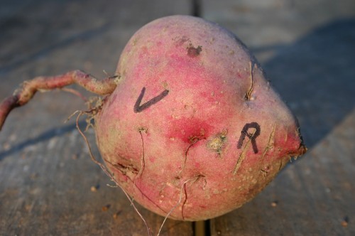 ornamental potato tuber