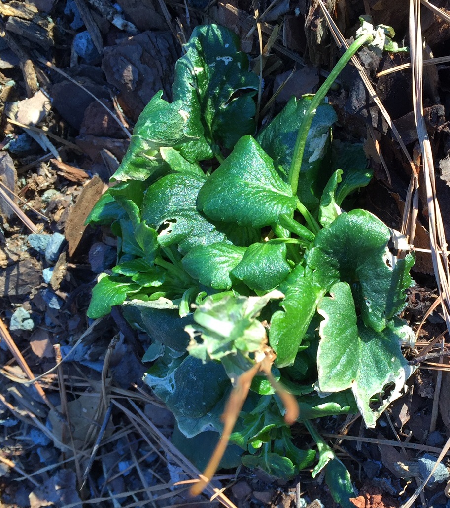 Pansy Wilting in Cold Weather Walter Reeves The Gardener