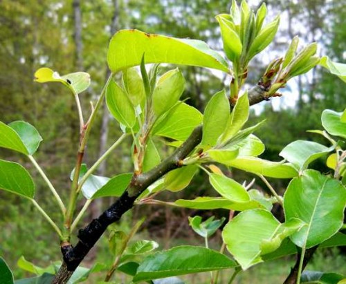 pear grafted
