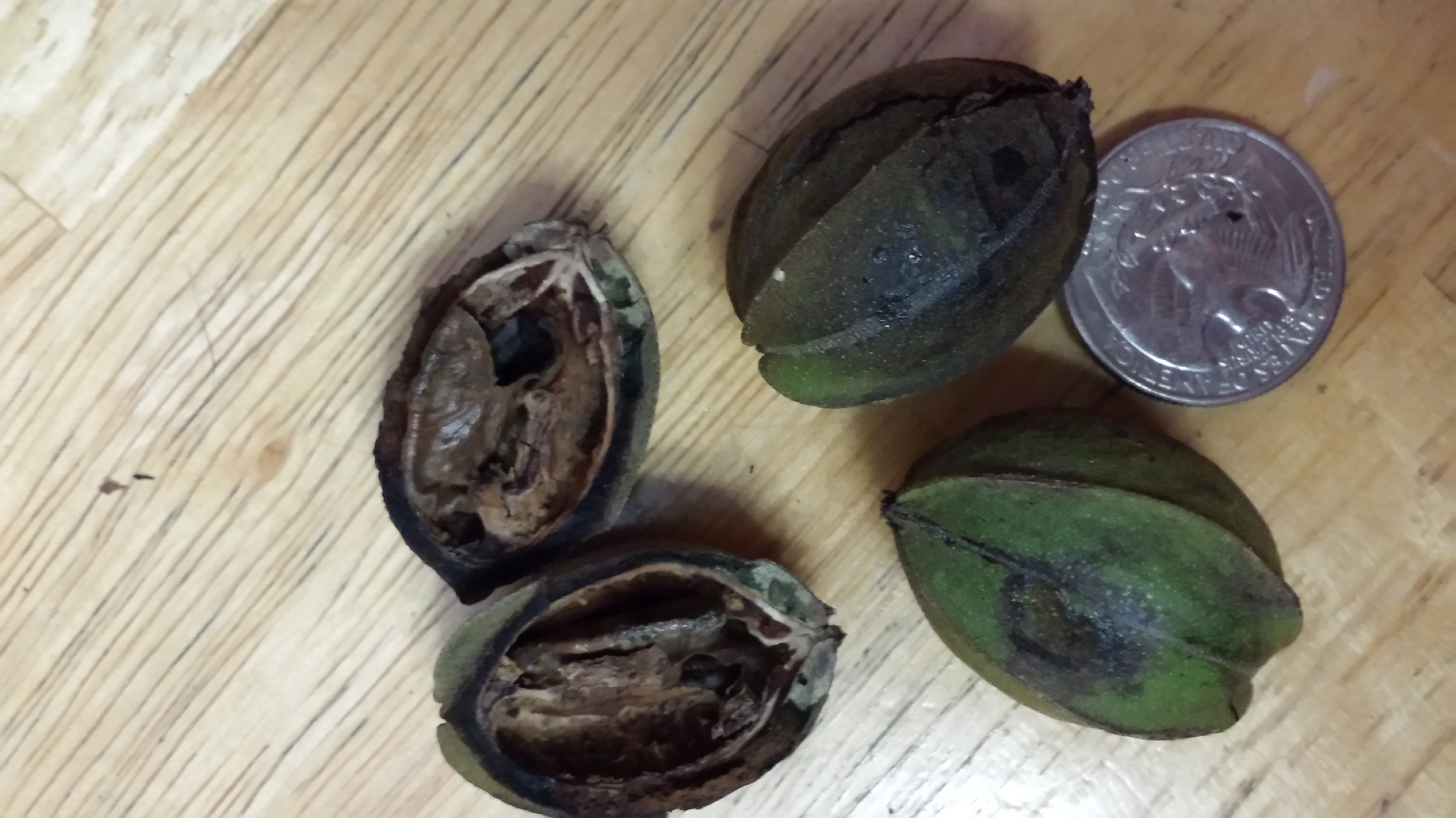 Pecan Scab Disease Walter Reeves The Gardener