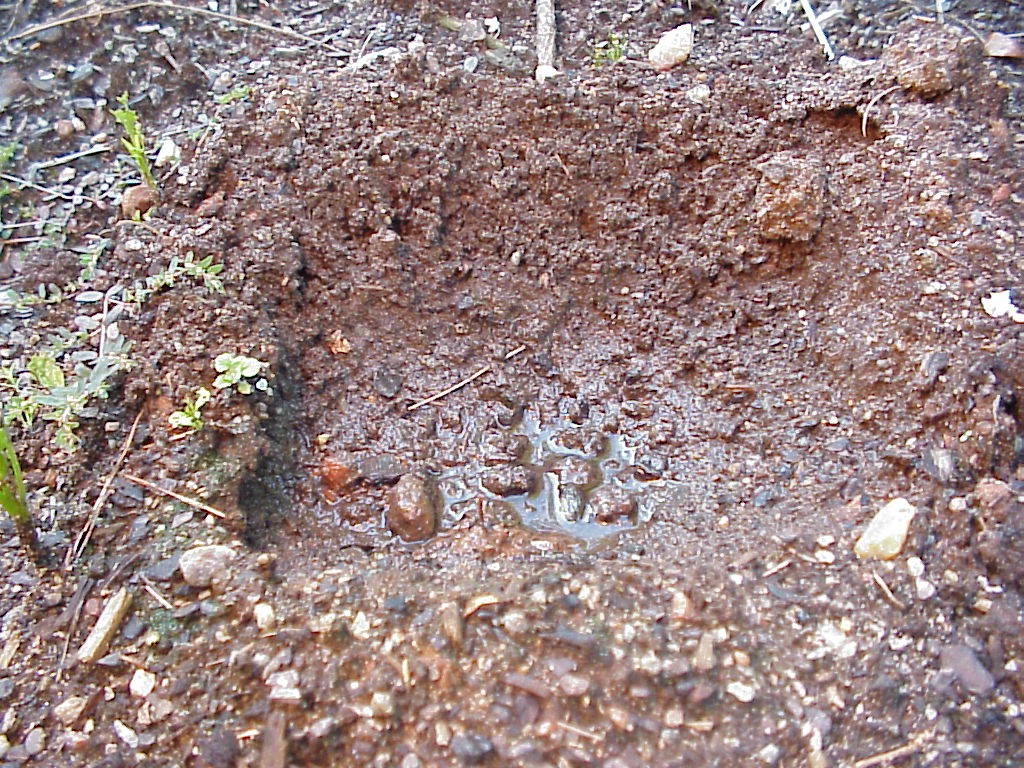Soil Percolation Rate Walter Reeves The Gardener
