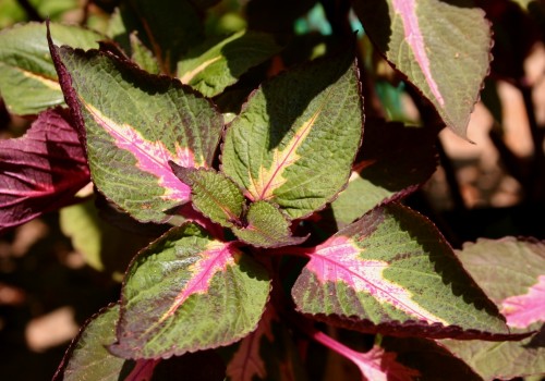 perilla magilla 'Magilla' perilla