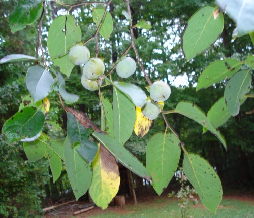 persimmon 2