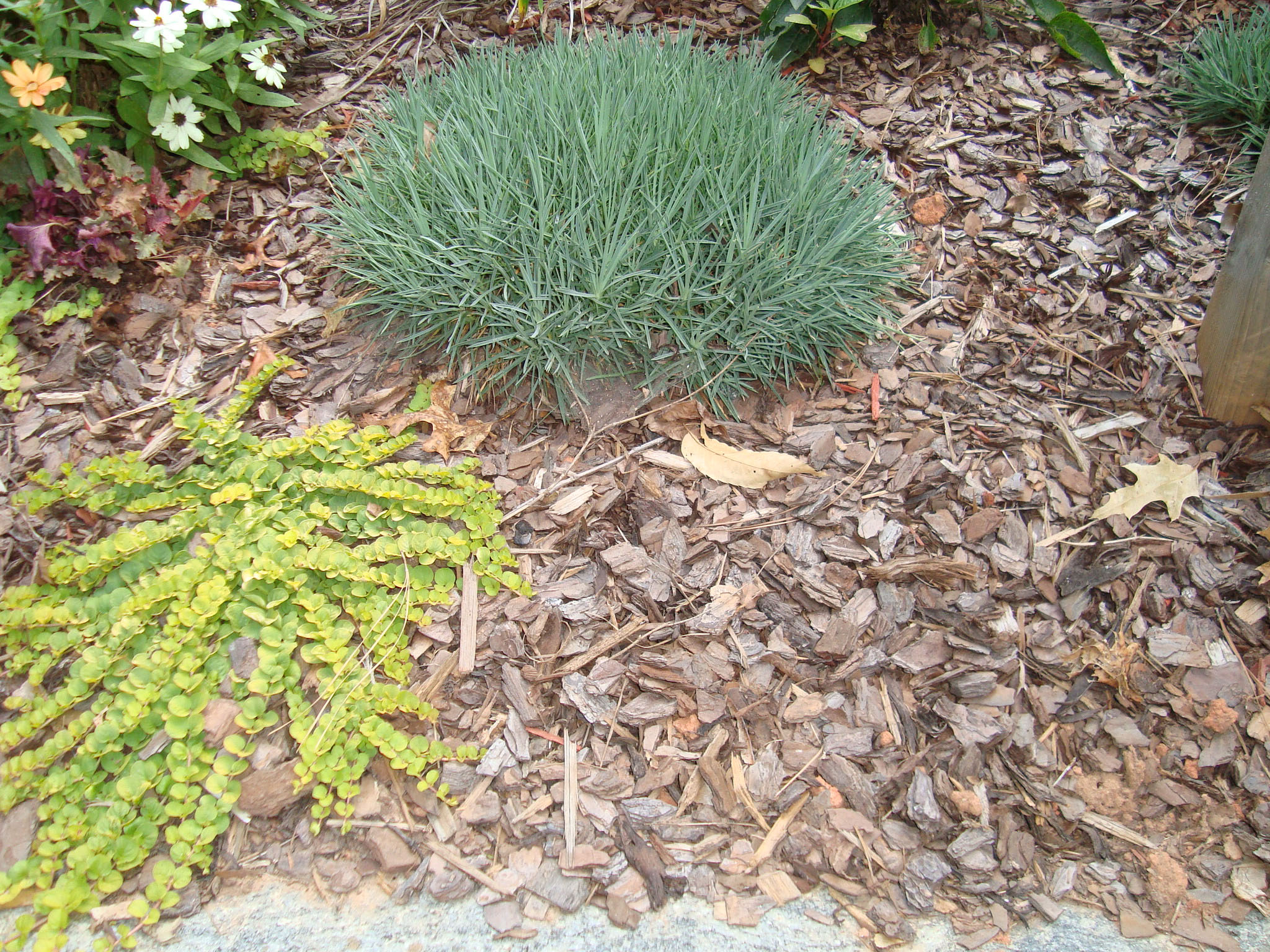 How to Mulch Correctly Walter Reeves The Gardener